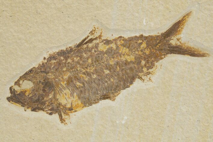 Detailed Fossil Fish (Knightia) - Wyoming #318638